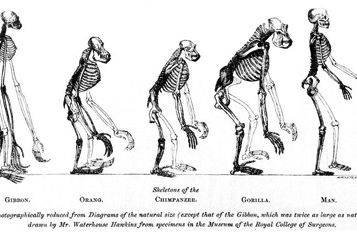 La lucha por la supervivencia y la selección natural I/II